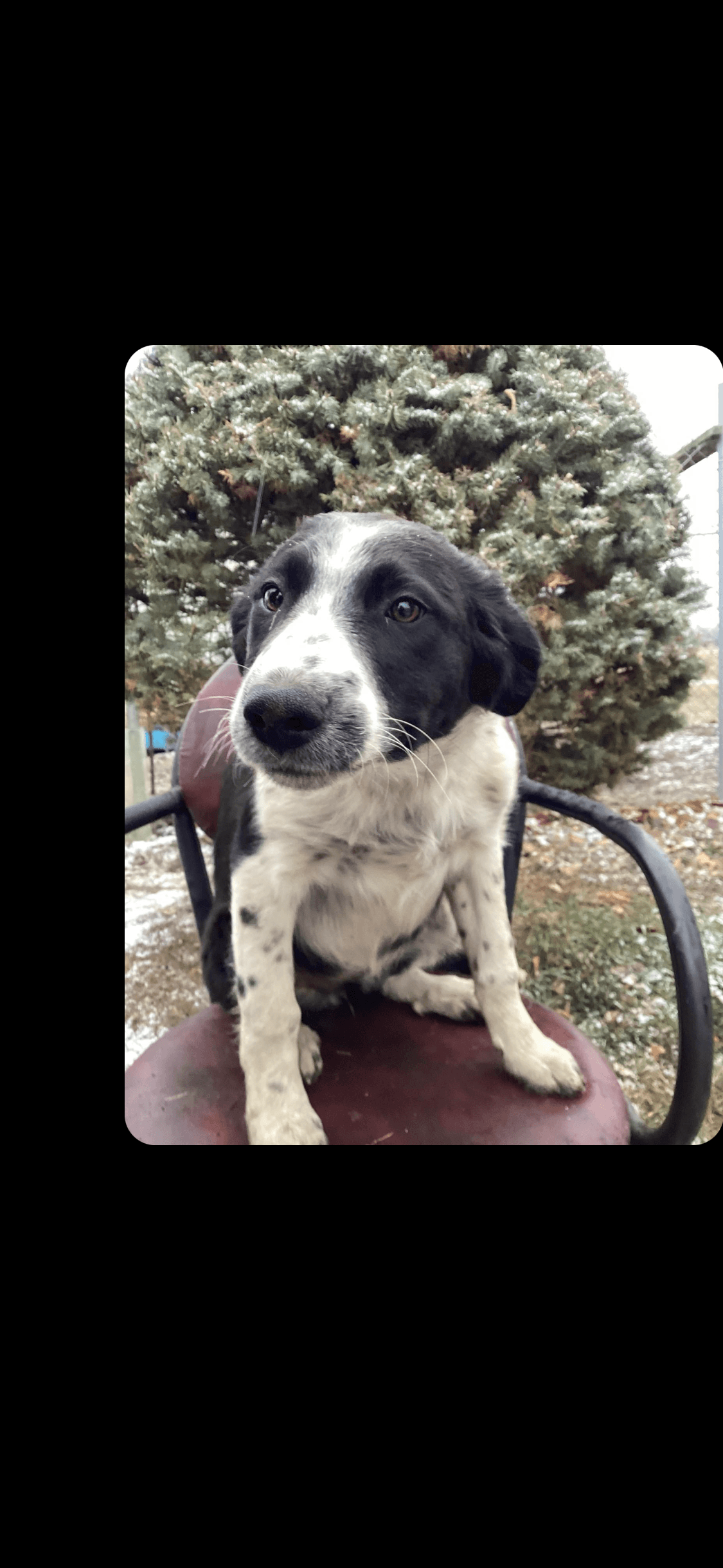 Photo of Border Collie 