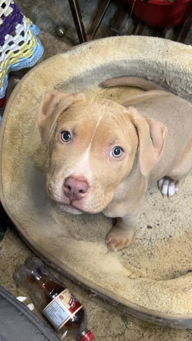 Photo of Pit bull puppy