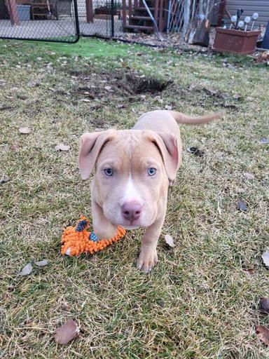 Photo of Pitbull pup - 2