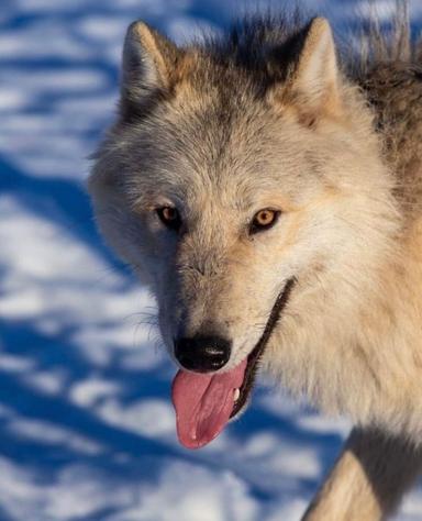 Photo of Arctic Wolfdog Stud (One Time) - 1