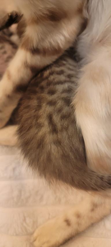 Photo of Bengal mixed kittens  - 2