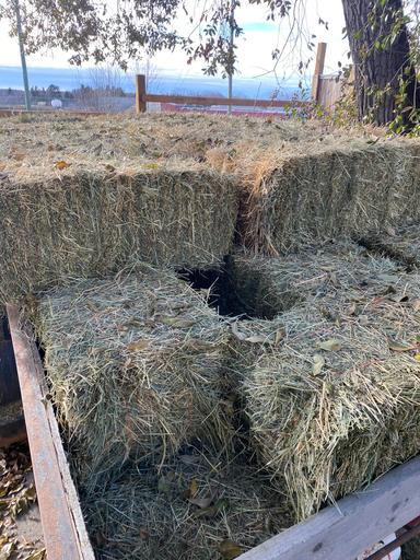 Photo of Square 2024 Hay Bales (Small Qty Pickup Available in Town of Barrhead) - 1