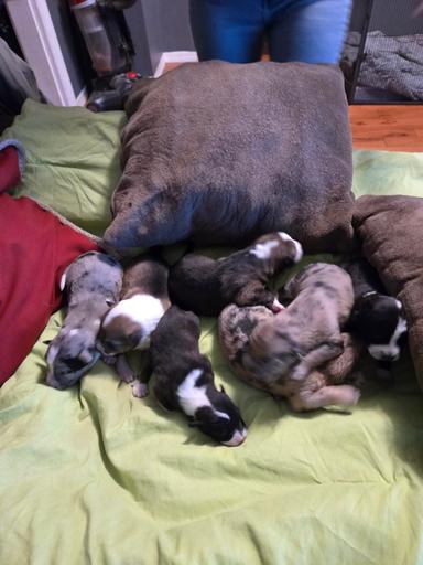 Photo of Catahoula pups - 1