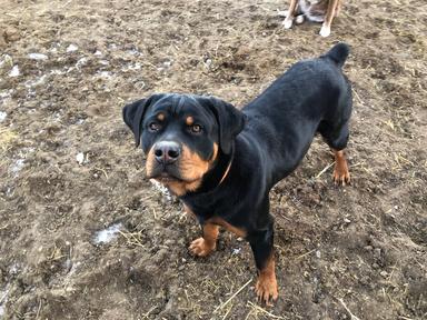 Photo of Rottweiler puppies for sale - 2