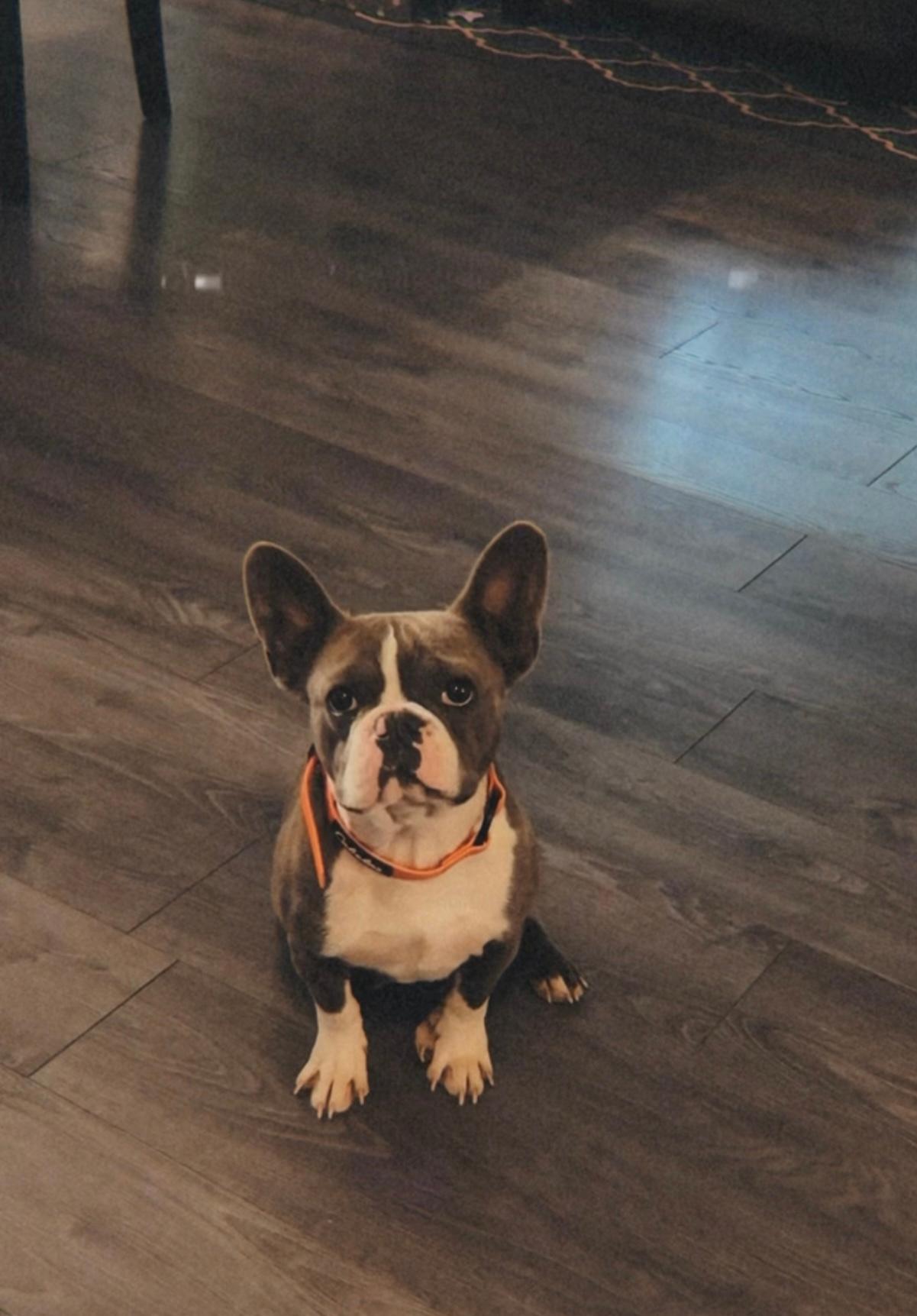 Photo of Male French Bulldog 