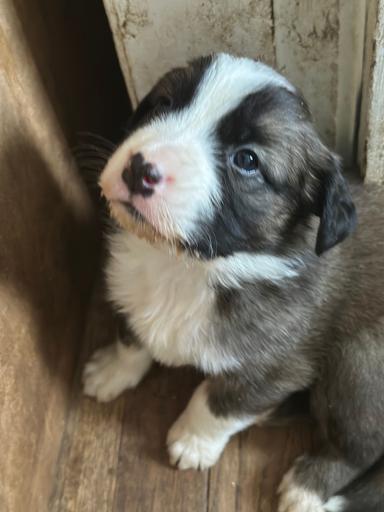 Photo of Christmas Border Collie Bernard Puppies - 2