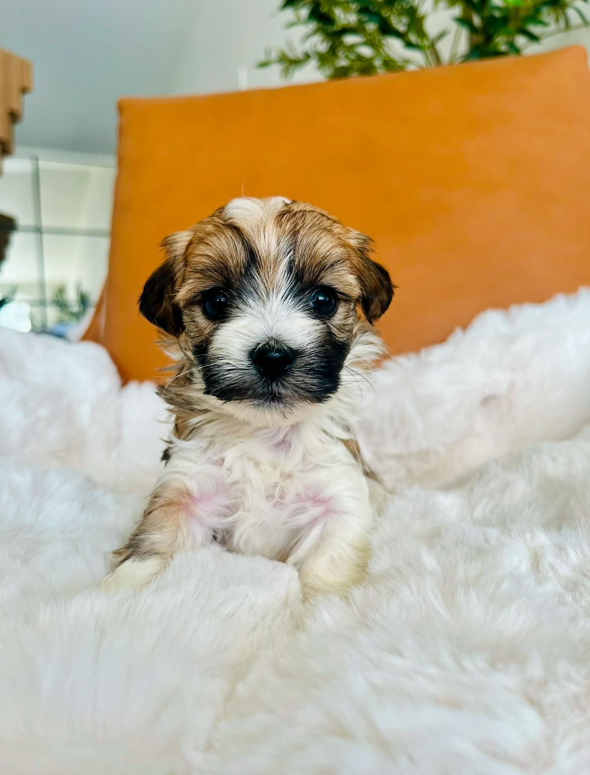 Photo of Morkie Puppies!!