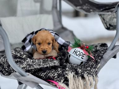 Photo of RaiseMright Golden Retriever well loved  puppies - 2