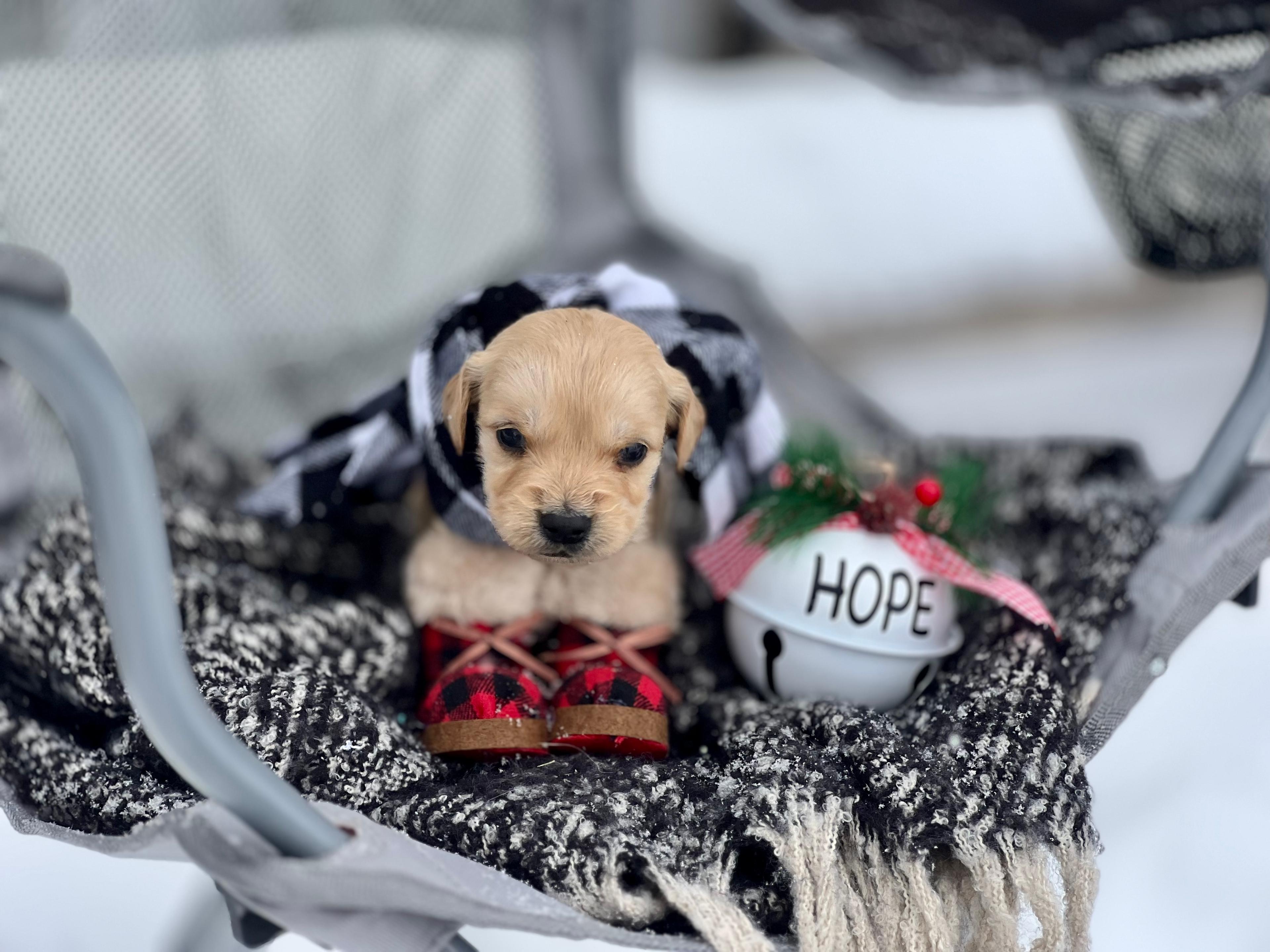 Photo of RaiseMright Golden Retriever well loved  puppies