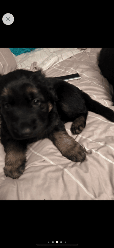 Photo of Puppies long haired king German shepherd  - 2