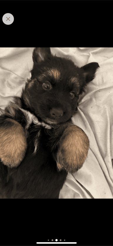 Photo of Puppies long haired king German shepherd  - 1