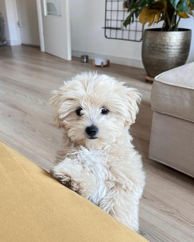 Photo of Amazing male and female Maltipoo puppies available  - 1