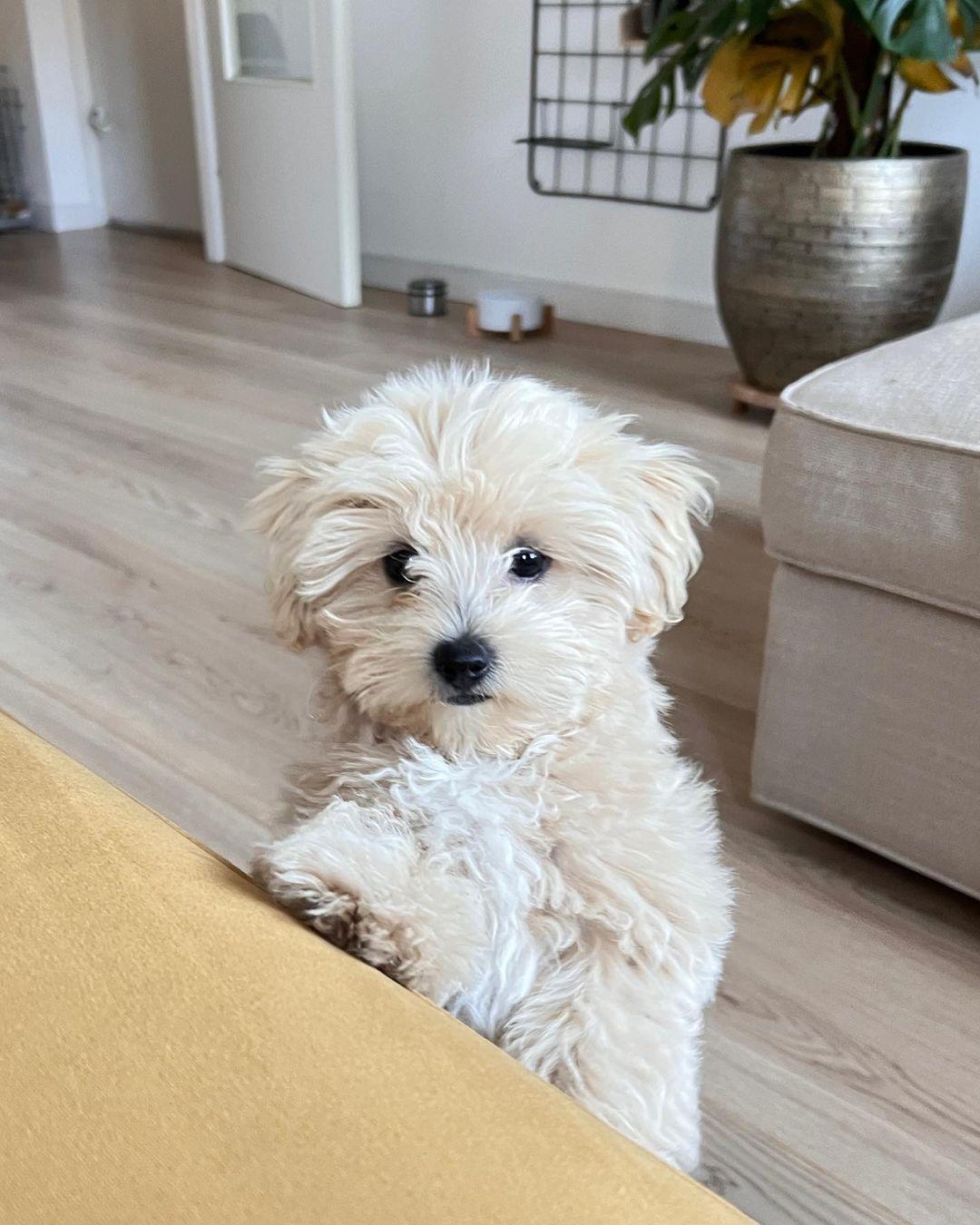 Photo of Amazing male and female Maltipoo puppies available 