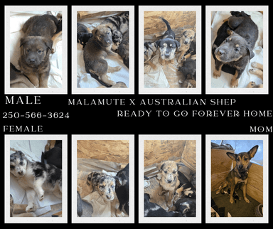 Photo of Pups for sale  - 1