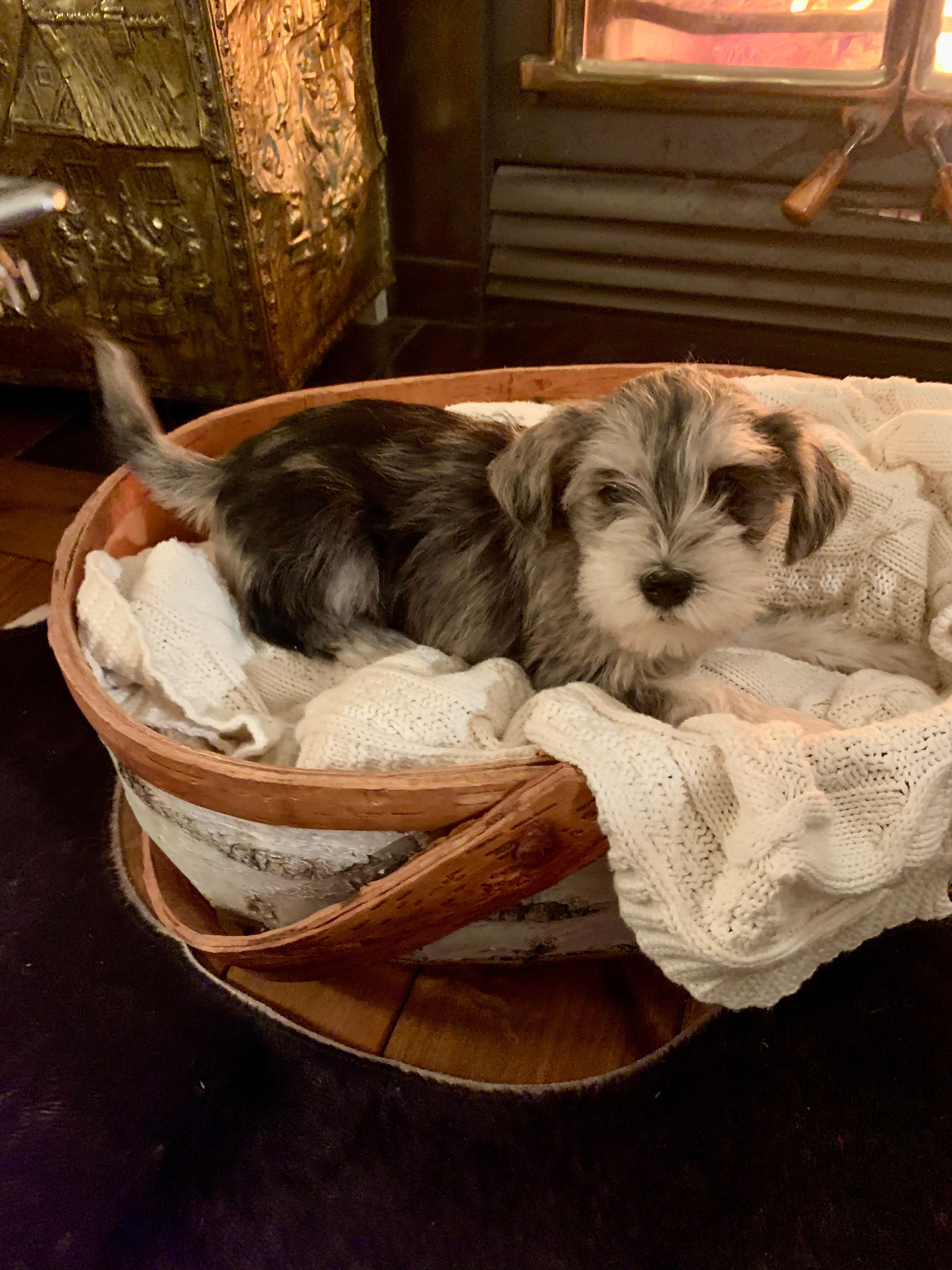 Photo of Mini Schnauzer Pups 