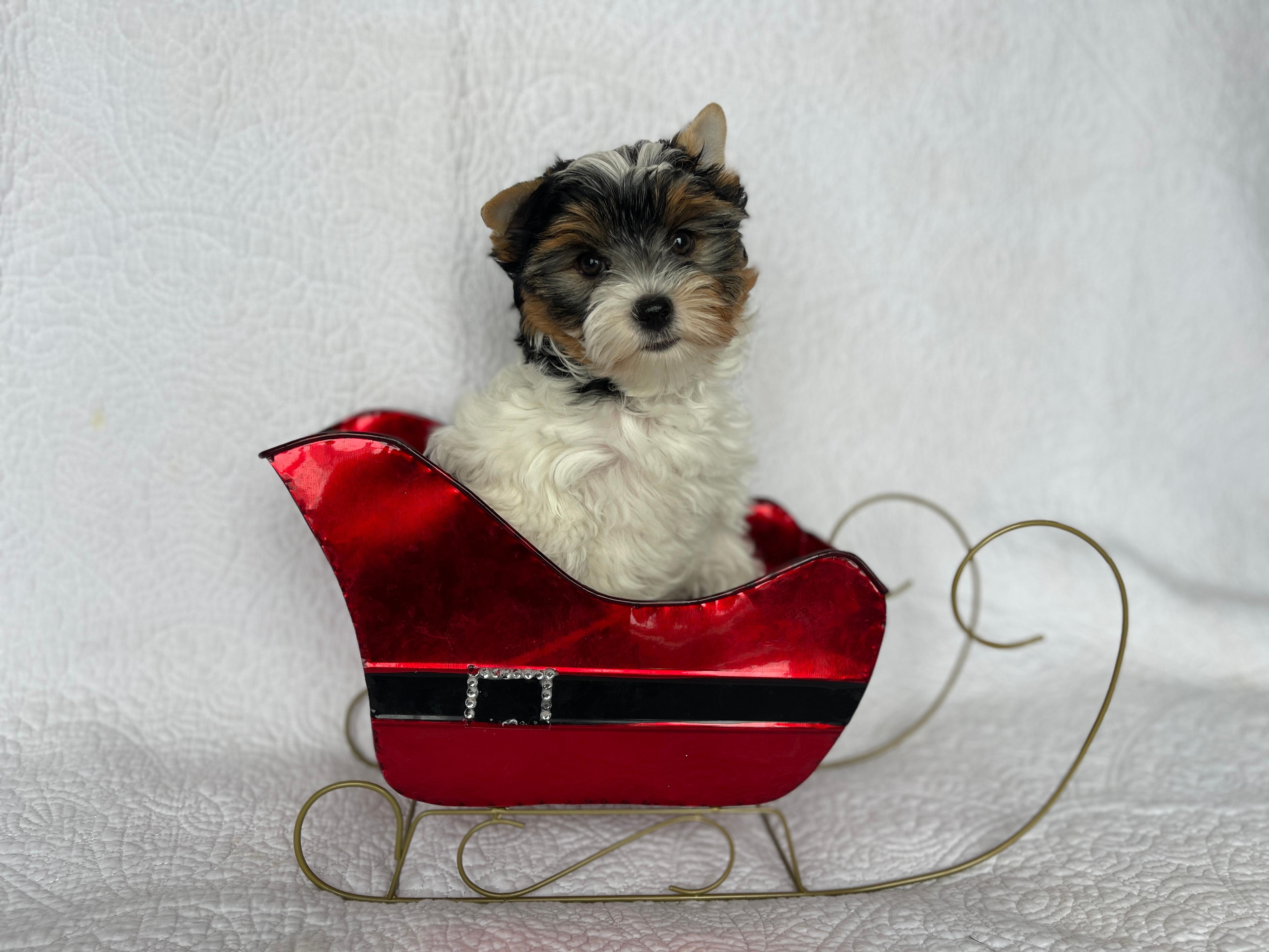 Photo of Biewer Yorkshire Terrier puppies