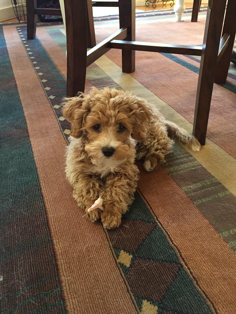 Photo of Gorgeous Maltipoo puppy, loves to play