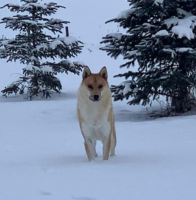 Photo of Shepherd husky