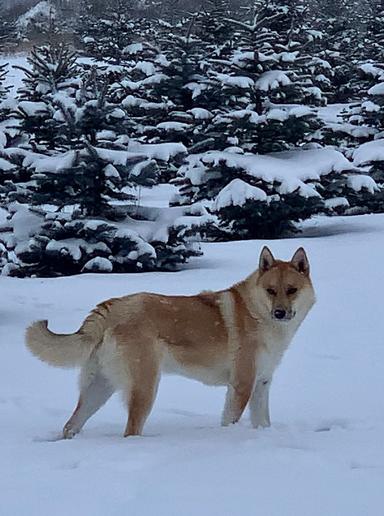 Photo of Shepherd husky - 2