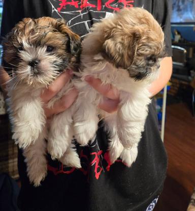 Photo of Teddy Bear puppies - 1