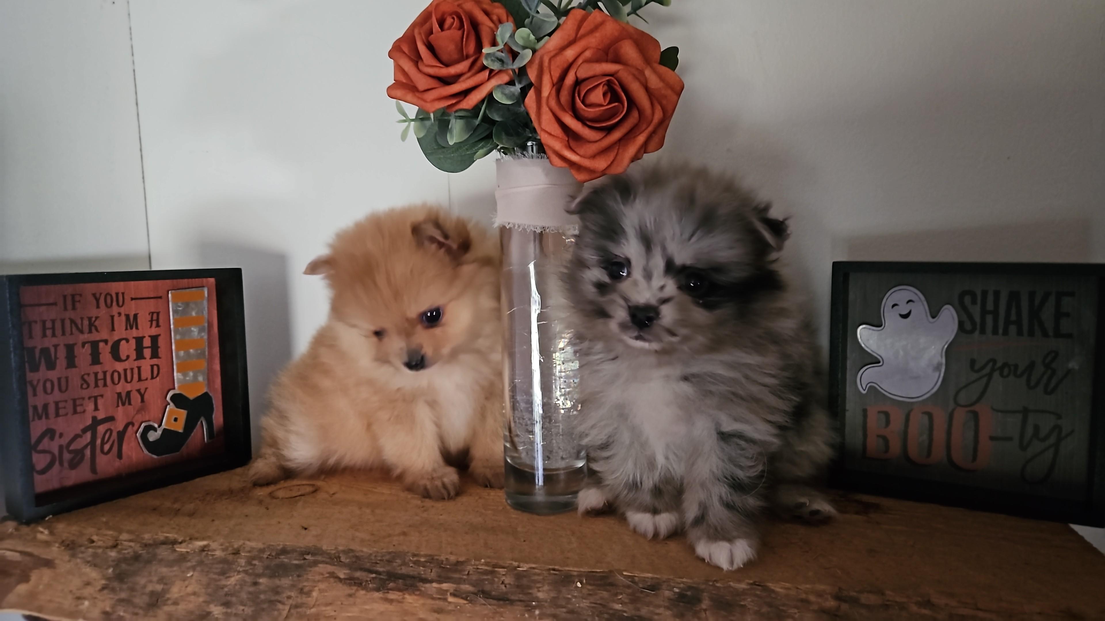 Photo of 3 Pomeranian Babies( Edson)