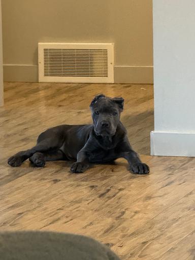 Photo of Cane Corso Puppies  - 1