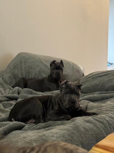 Photo of Cane Corso Puppies  - 2