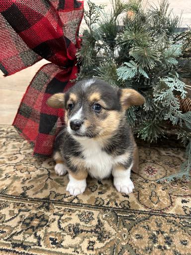 Photo of Purebred Pembroke Welsh Corgis  - 1