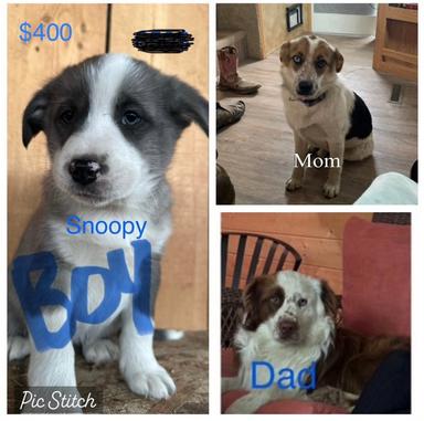 Photo of puppies for sale blue heeler/ Australian sheered   - 1