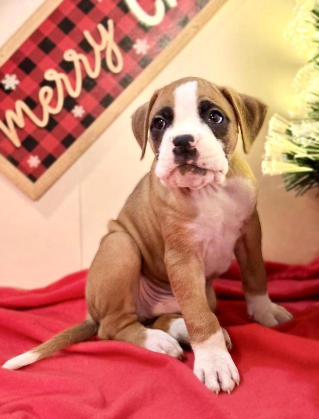 Photo of Absolutely Gorgeous Boxer Puppies Now Ready for their Furever Home