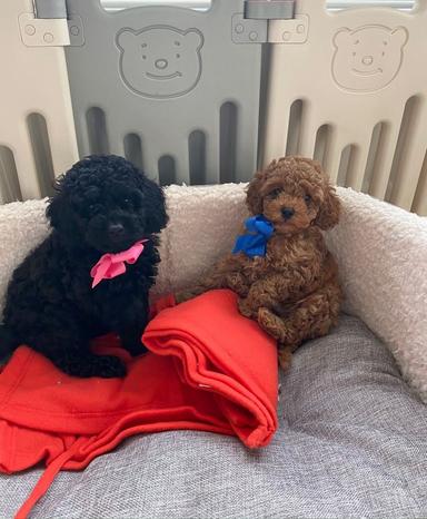 Photo of Boys And Girls Cavapoo Puppies. - 1