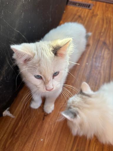 Photo of Ragdoll Kittens 2 females left - 2