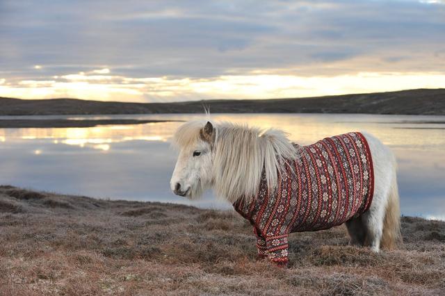 Photo of Miniature Shetland Ponies