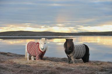 Photo of Miniature Shetland Ponies - 2