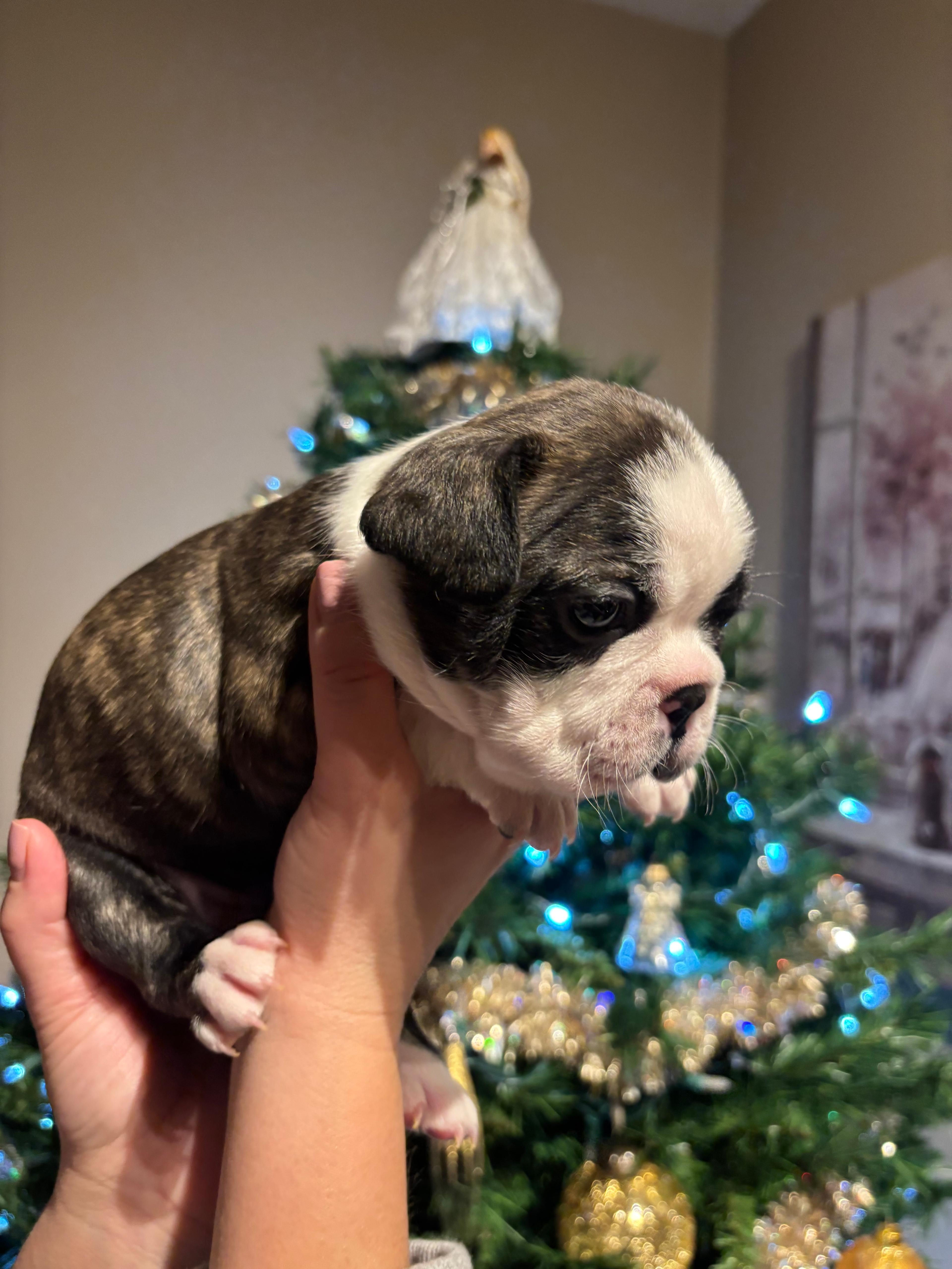 Photo of Frenchton Puppies