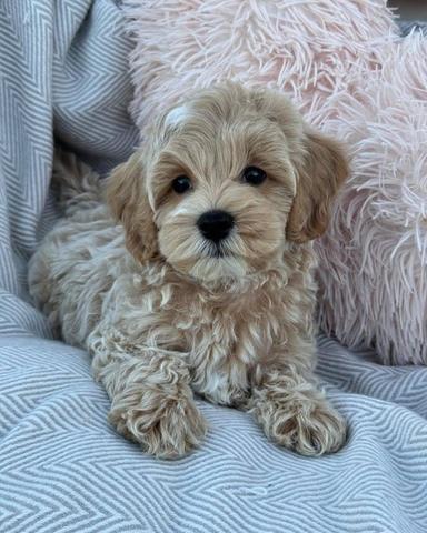 Photo of Stunning Maltipoo puppies 4 girls and 2 boys - 1