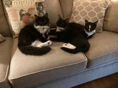 Photo of Lovely black and white young cats. - 2