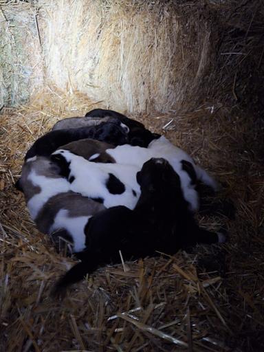 Photo of Newfoundland X Great Pyrenees Puppies for sale - 2