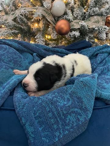 Photo of Newfoundland X Great Pyrenees Puppies for sale