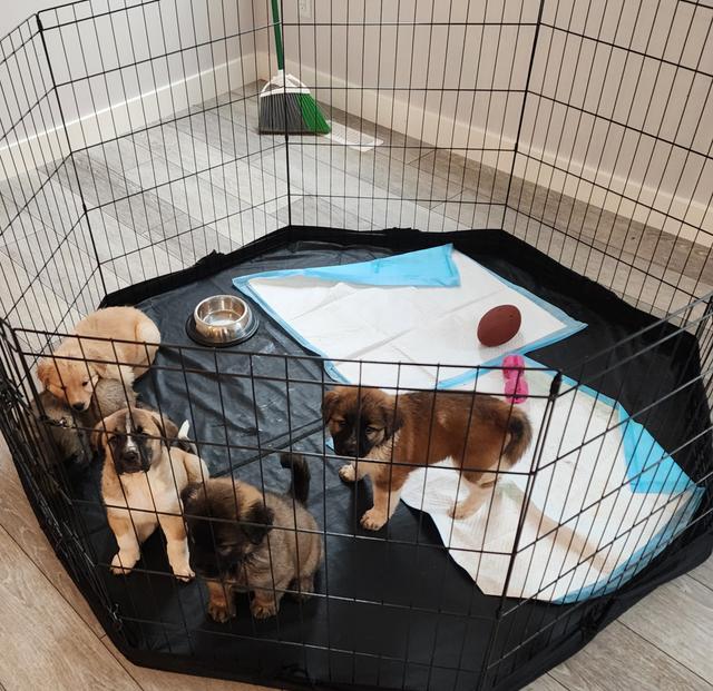 Photo of Puppies For Sale