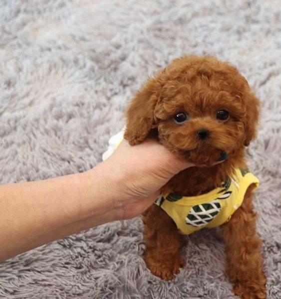 Photo of Stunning Red Toy Poodle Puppies 