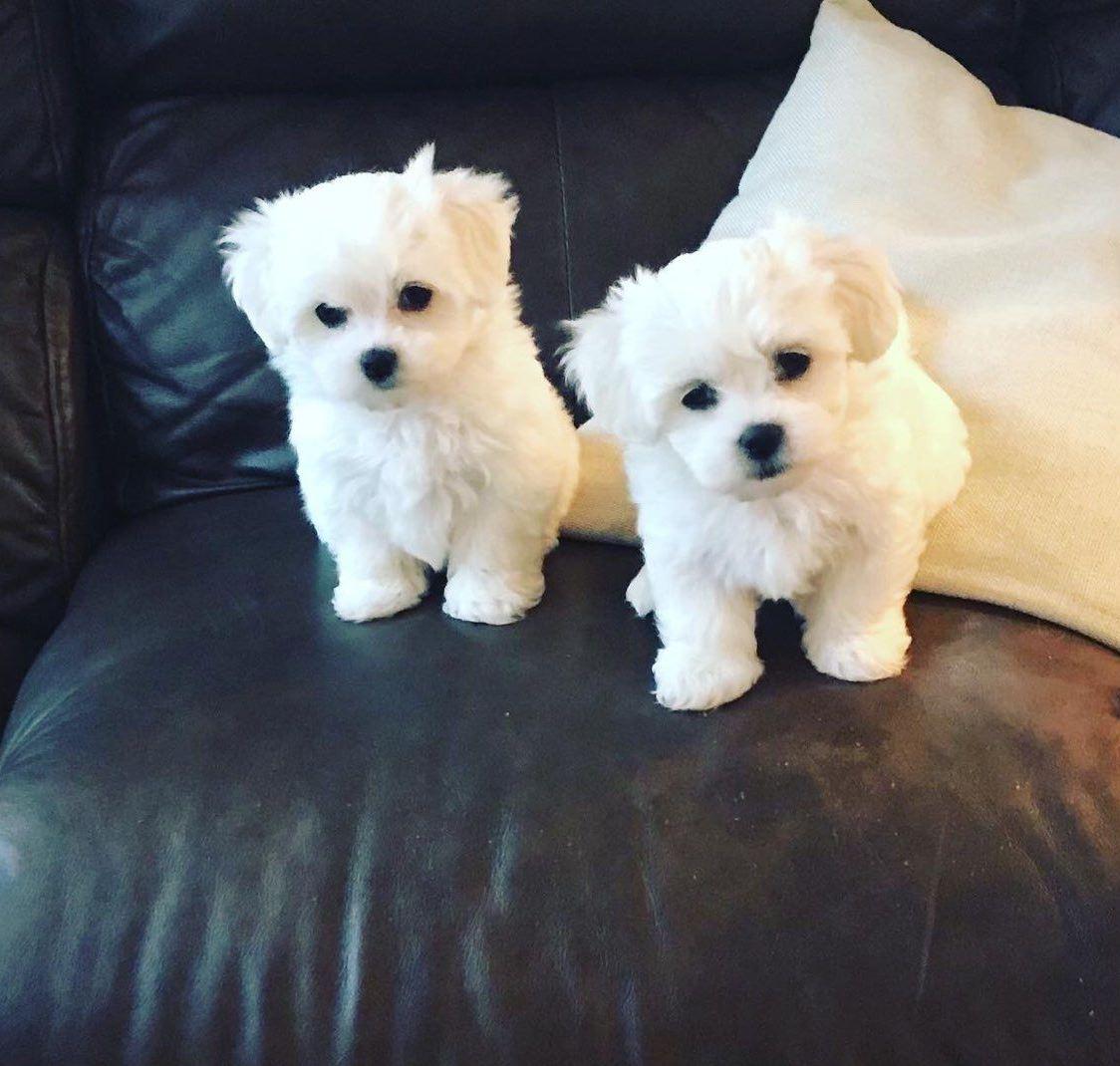 Photo of Pure White Maltese Puppies 