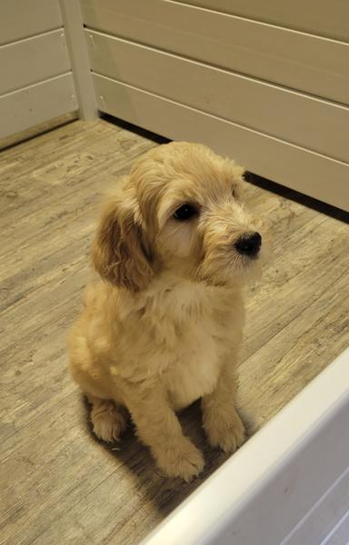 Photo of Goldendoodle Puppies  - 1