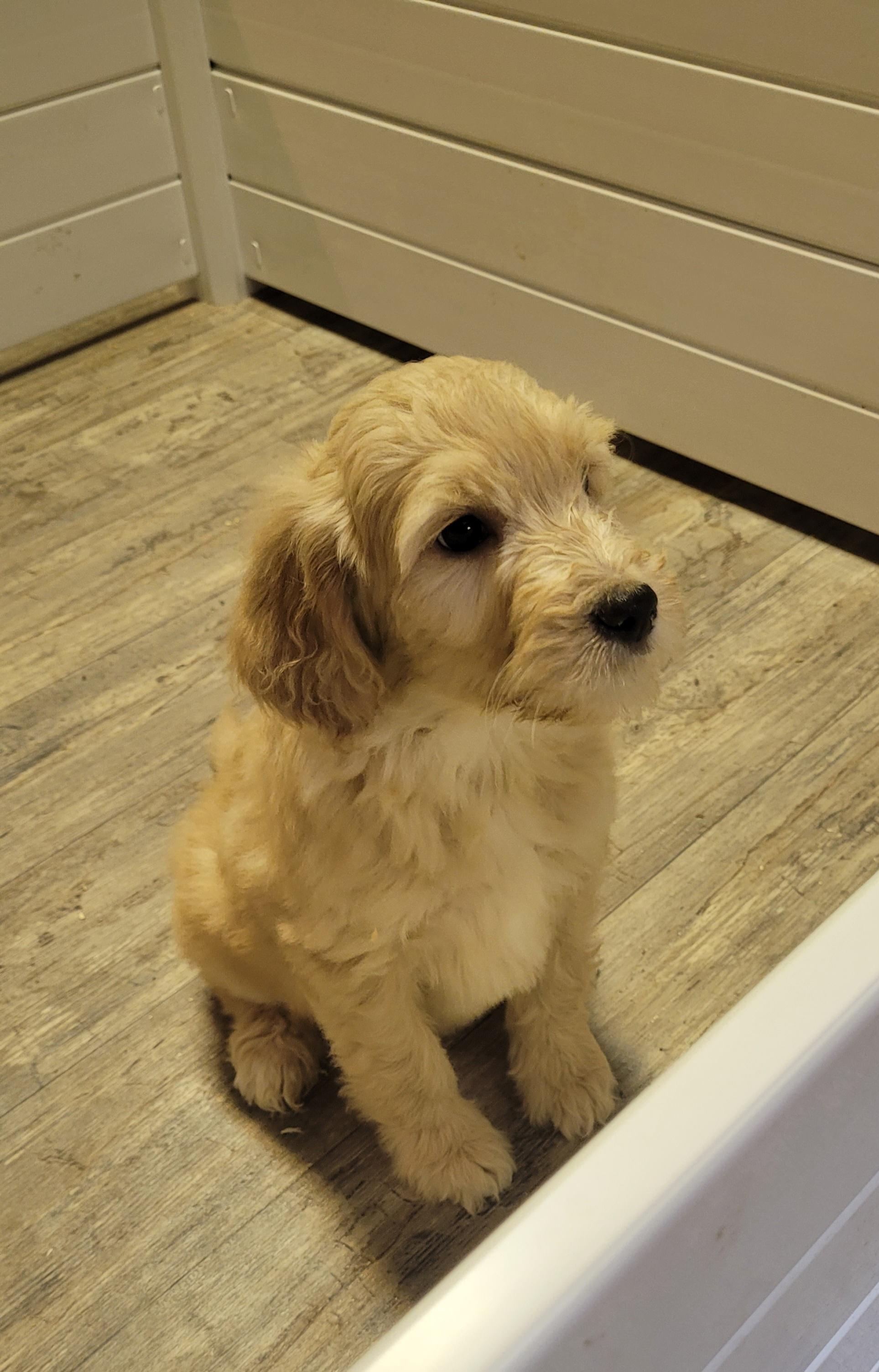 Photo of Goldendoodle Puppies 