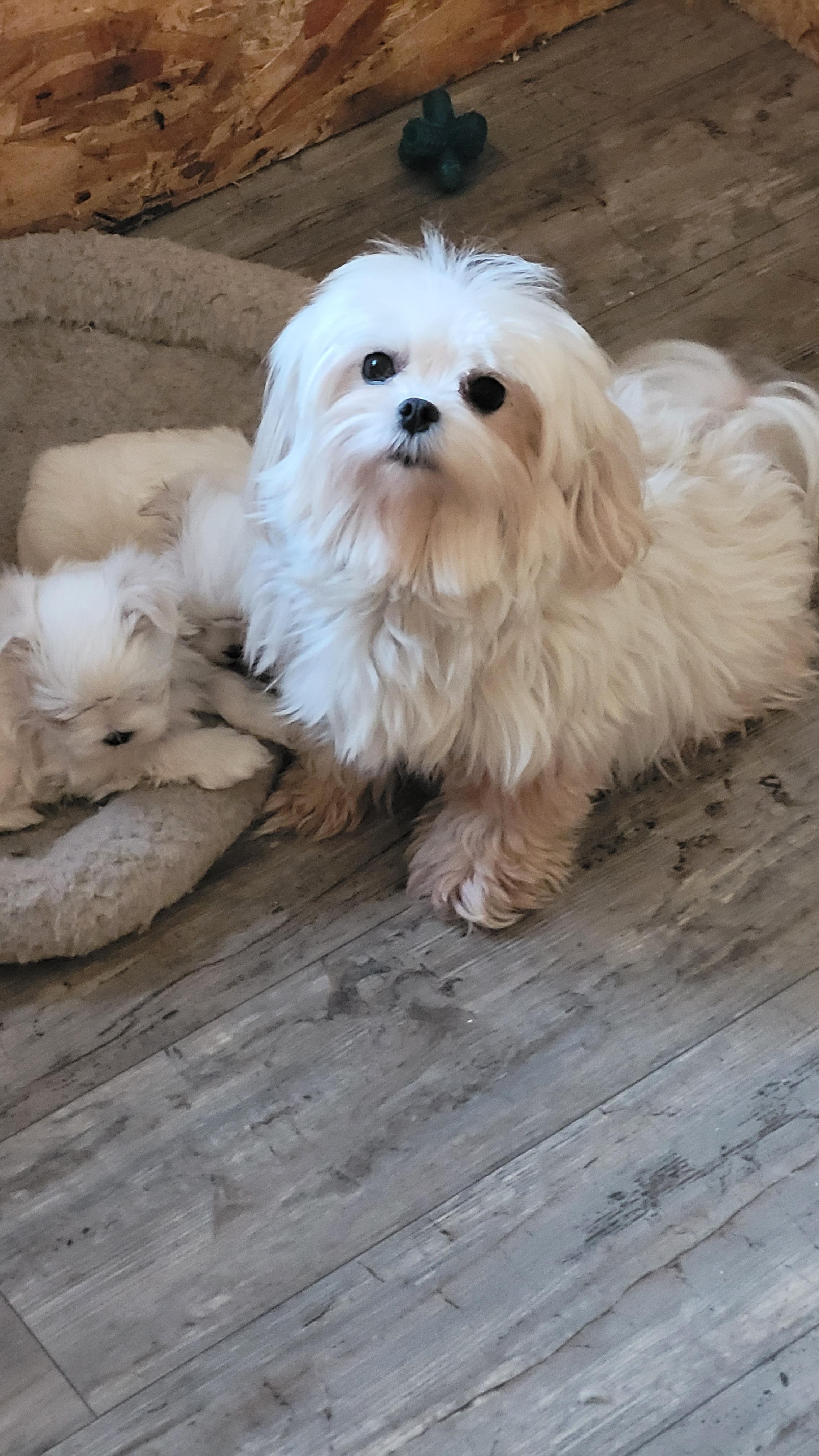 Photo of  Maltese Puppies 