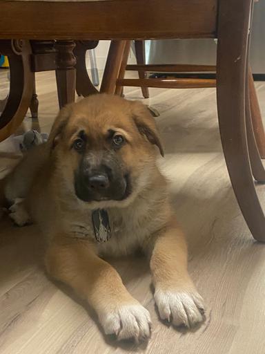 Photo of German shepherd/Great Pyrenees 8week old pup - 1