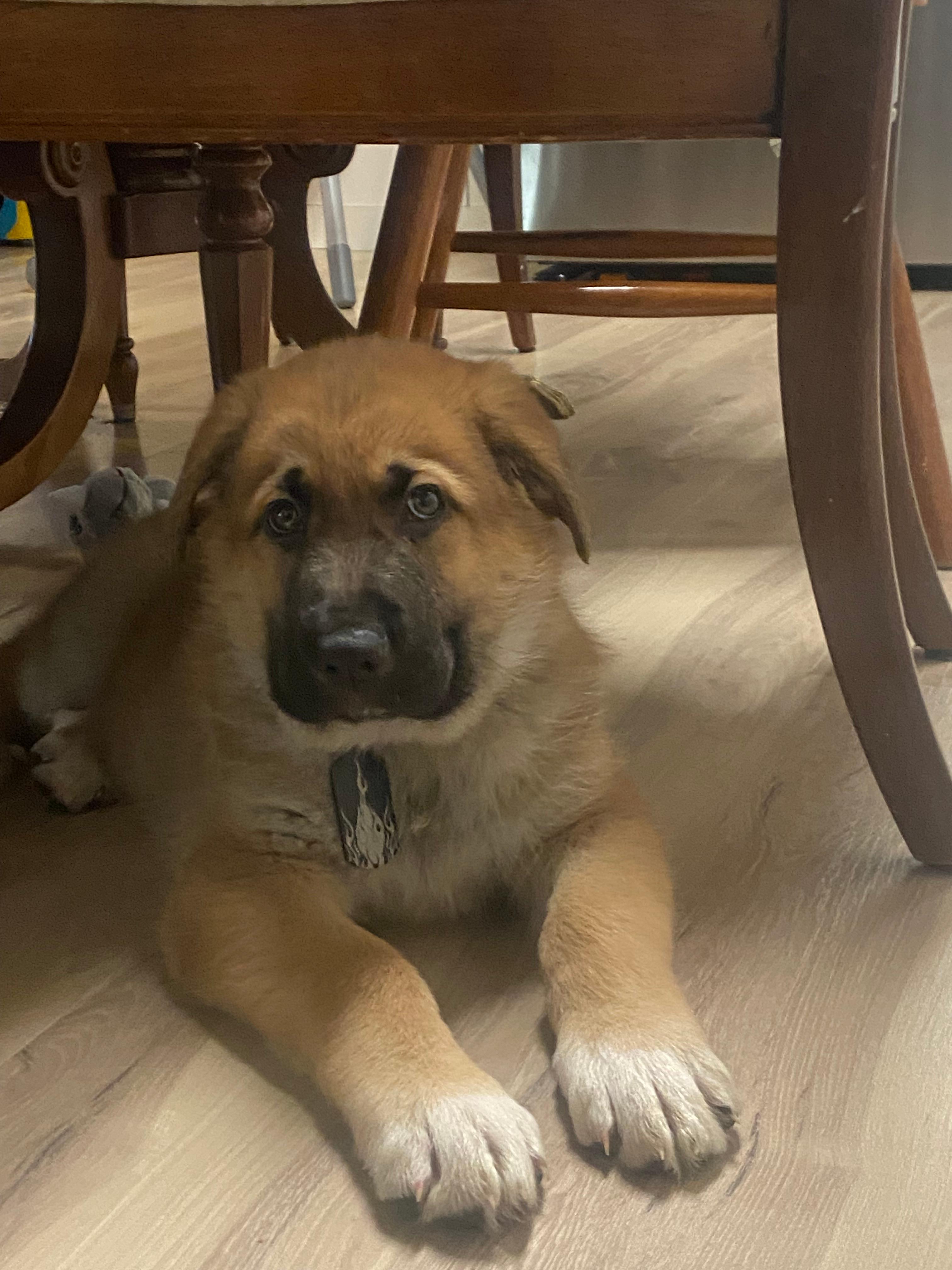 Photo of German shepherd/Great Pyrenees 8week old pup