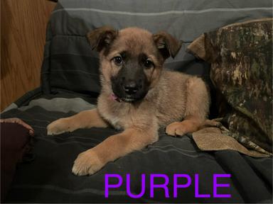 Photo of German Shepard/ red heeler cross  - 2