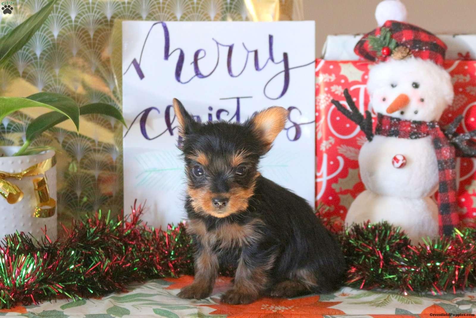 Photo of Christmas Cuddly Yorkie Puppies