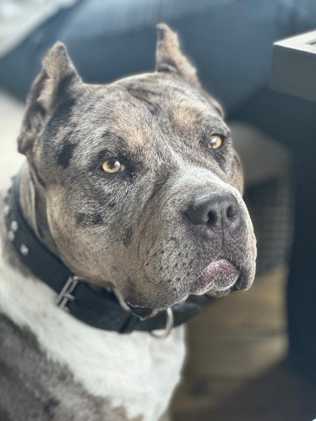 Photo of American red nose pitbull